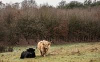 Beeld 10, klik om te vergroten
