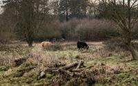 Beeld 17, klik om te vergroten