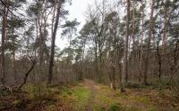 Beeld 11, klik om te vergroten