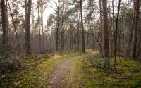 Beeld 13, klik om te vergroten