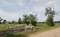 Beeld 3, klik om te vergroten