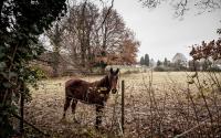 Beeld 3, klik om te vergroten