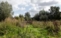 Beeld 10, klik om te vergroten