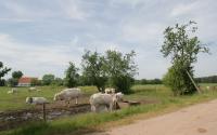Beeld 3, klik om te vergroten